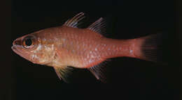 Image of Apogon apogonides