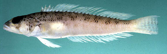Image of Somali grubfish