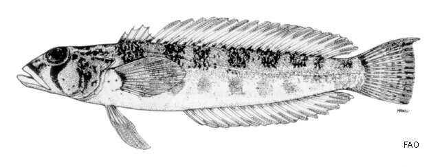 Image of Somali grubfish