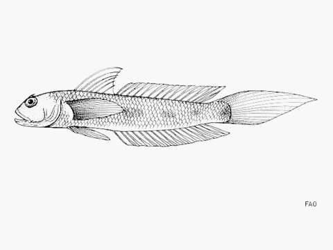 صورة Oxyurichthys ophthalmonema (Bleeker 1856)