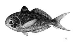 Image of Arafura driftfish