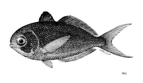 Image of Arafura driftfish