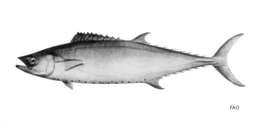 Image of Grammatorcynus