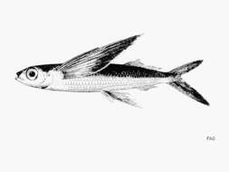 Image of Atlantic Flyingfish