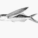 Image of Blunt-snouted Flying Fish