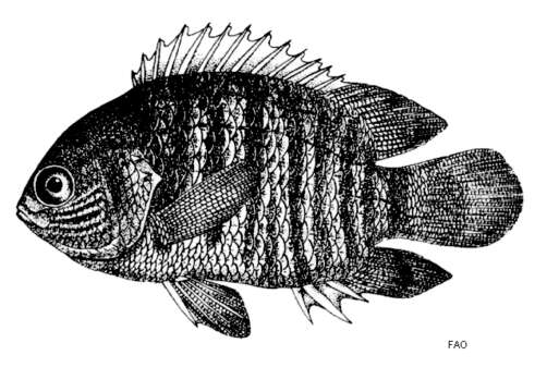 Image of Pristolepididae