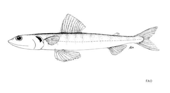 Image of Lizardfish