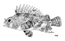 Image of false scorpionfishes