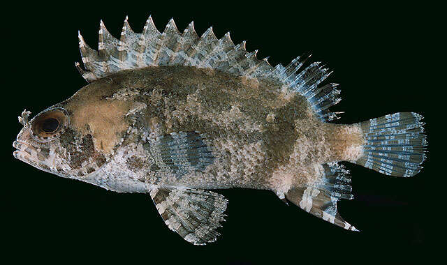 Image of false scorpionfishes