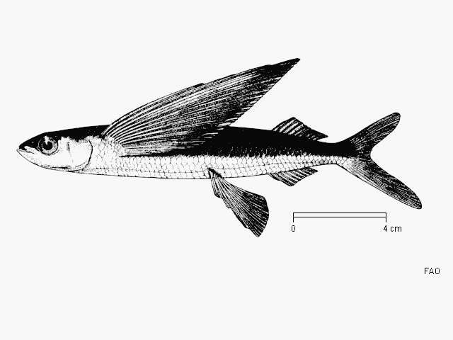 Imagem de Hirundichthys oxycephalus (Bleeker 1853)