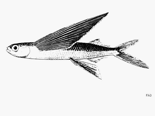 Image of Hirundichthys