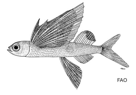 Image of Hirundichthys