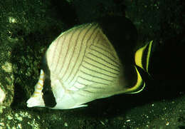 Image of Black-finned Vagabond