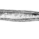Image de Acanthocepola abbreviata (Valenciennes 1835)