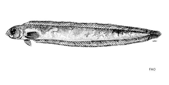 Image of Bandfish