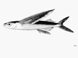 Image of Black-finned flying-fish