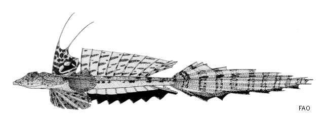 Слика од Callionymus japonicus Houttuyn 1782