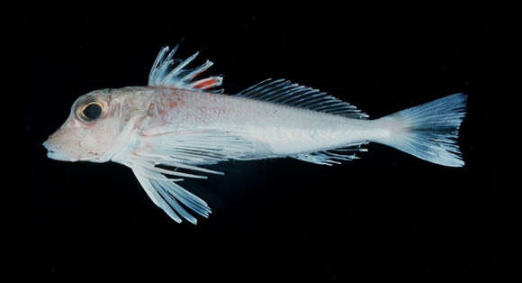 Image of Gurnard