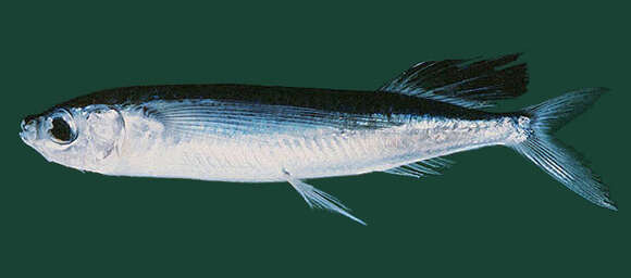 Image of Flying fish