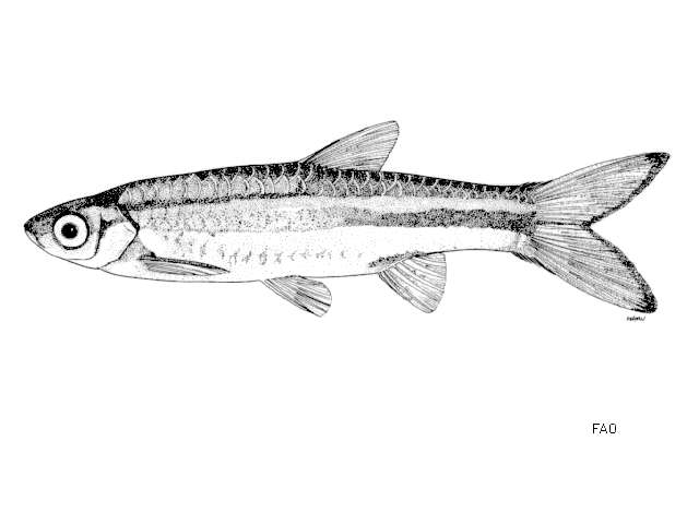 Rasbora dusonensis (Bleeker 1850) resmi