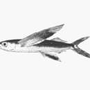 Image of Bluntnose flyingfish