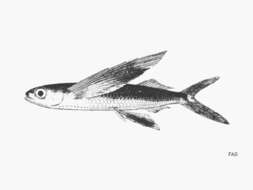 Image of Bluntnose flyingfish