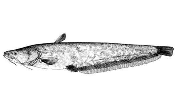 Image of Kunming catfish