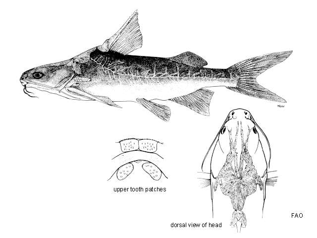 Image of Frogatt&#39;s catfish