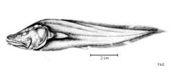 Image of Bahaman cavefish
