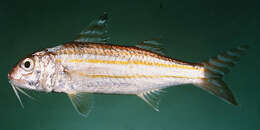 Image of Four-stripe goatfish