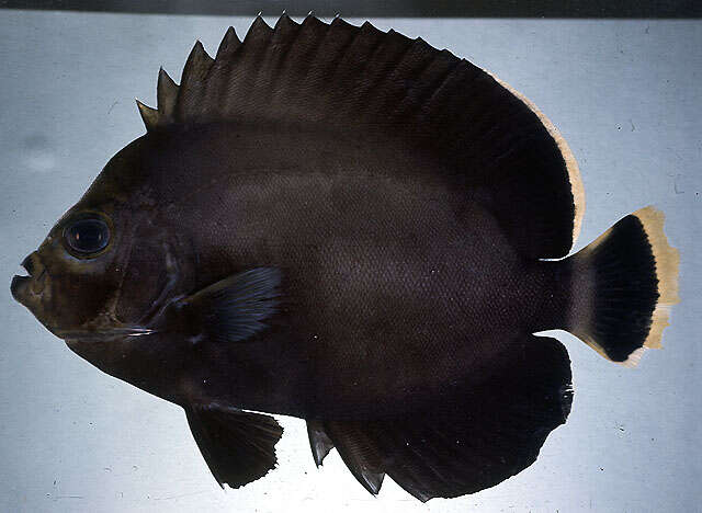 Image of Black Velvet Angelfish