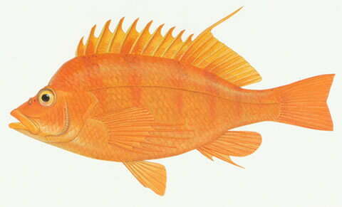 صورة Cirrhitichthys aureus (Temminck & Schlegel 1842)