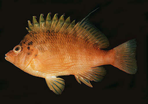 Image of Golden curlyfin