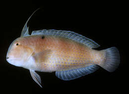 Image of Black-spot tuskfish