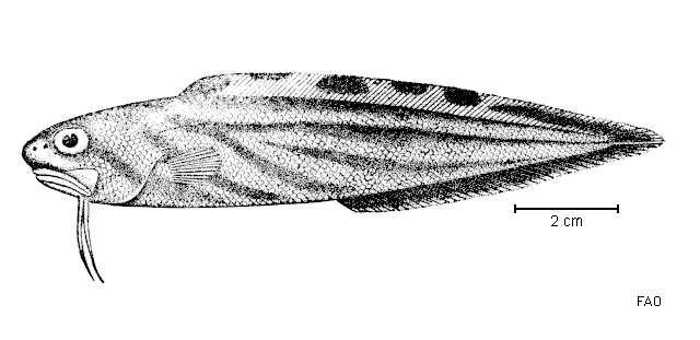 Image of Brown-banded cusk-eel