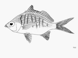 Image of Broad Shad