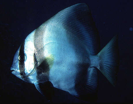 Image of Humpback batfish