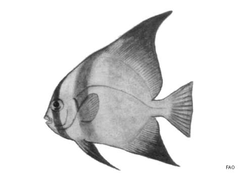 Image of Humpback batfish