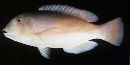 Image of Eyebrow tuskfish