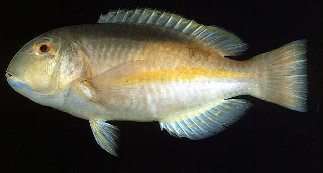 Image of Eyebrow tuskfish