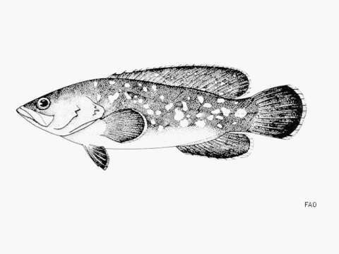 Image of Greater Soapfish