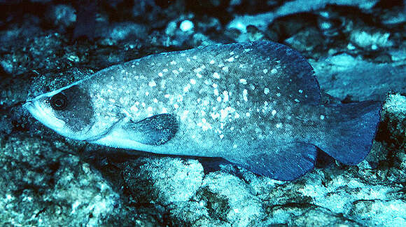 Image of Greater Soapfish