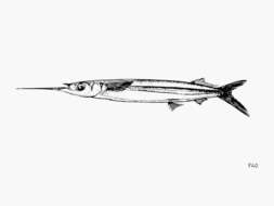 Image of Balao Halfbeak