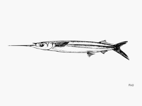 Image of Balao Halfbeak