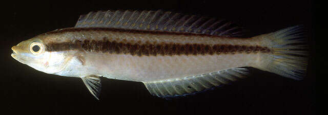 Image of Shoulderspot wrasse