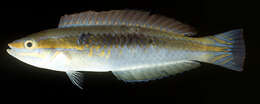 Image of Shoulderspot wrasse