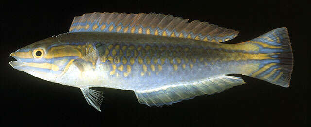 Image of Shoulderspot wrasse