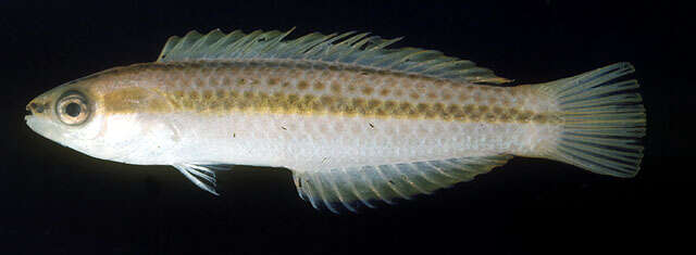 Image of Shoulderspot wrasse