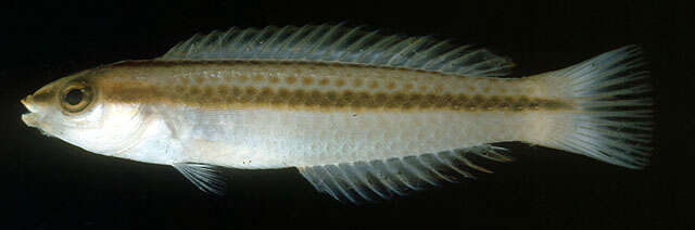 Image of Shoulderspot wrasse