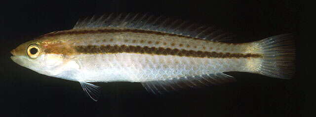 Image of Shoulderspot wrasse